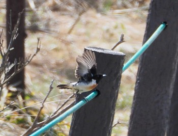 Amur Stonechat Kirigamine Highland Tue, 5/2/2023