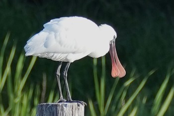 クロツラヘラサギ 葛西臨海公園 2023年5月3日(水)