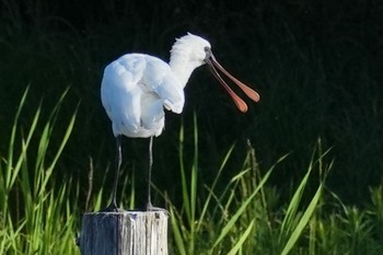 クロツラヘラサギ 葛西臨海公園 2023年5月3日(水)