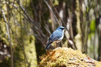 2023年5月3日(水) 柳沢峠の野鳥観察記録