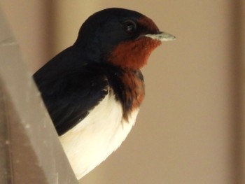 ツバメ 南アルプス邑野鳥公園 2023年5月3日(水)