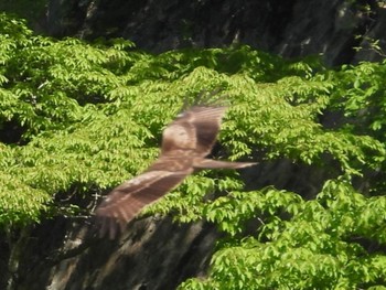 Black Kite 南アルプス邑野鳥公園 Wed, 5/3/2023