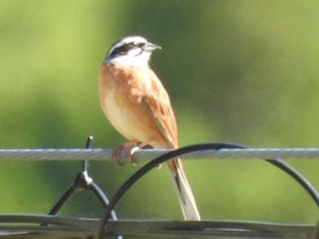 Meadow Bunting 南アルプス邑野鳥公園 Wed, 5/3/2023