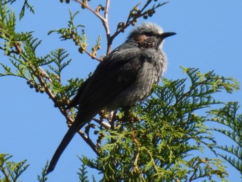 ヒヨドリ 南アルプス邑野鳥公園 2023年5月3日(水)