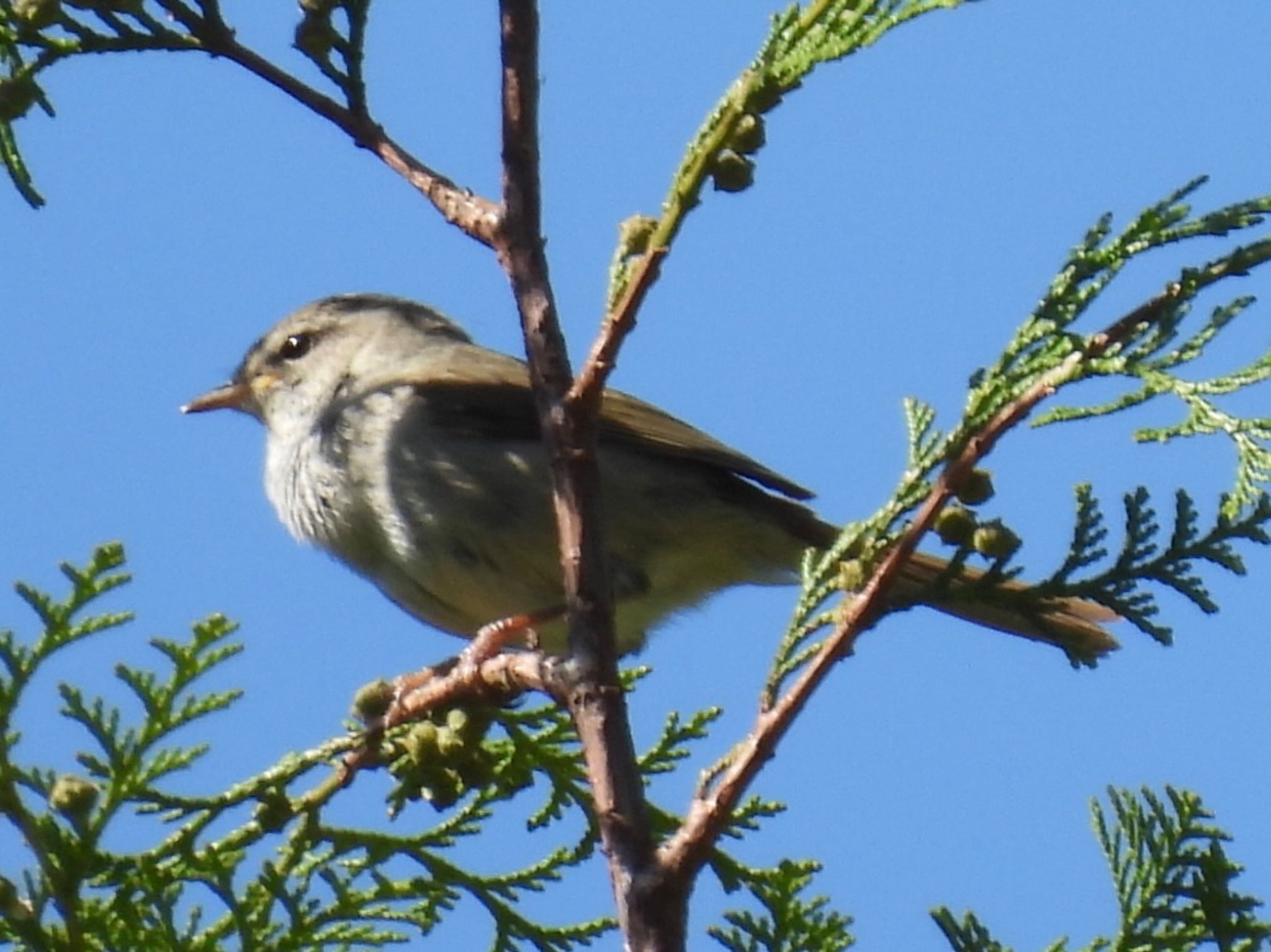 Photo of Japanese Bush Warbler at 南アルプス邑野鳥公園 by ツピ太郎