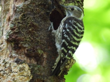 Japanese Pygmy Woodpecker 南アルプス邑野鳥公園 Wed, 5/3/2023