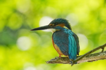 Wed, 5/3/2023 Birding report at 四季の森公園(横浜市緑区)