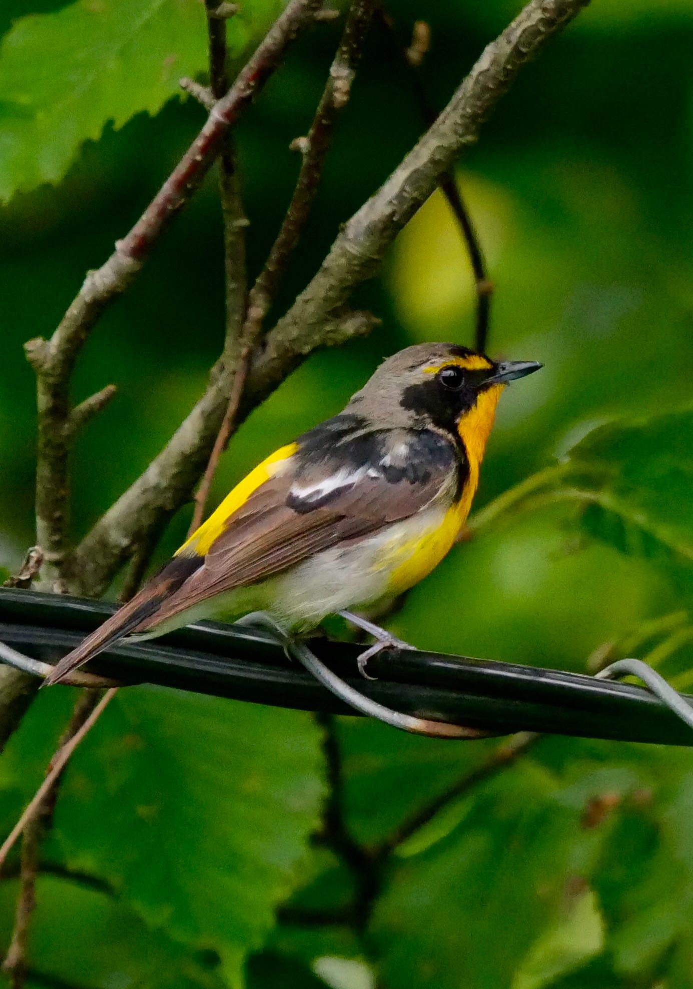 Photo of Narcissus Flycatcher at 熊本県阿蘇市 by mitsuaki kuraoka