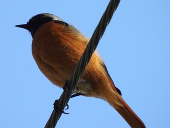 2023年5月3日(水) 甲斐大泉の野鳥観察記録