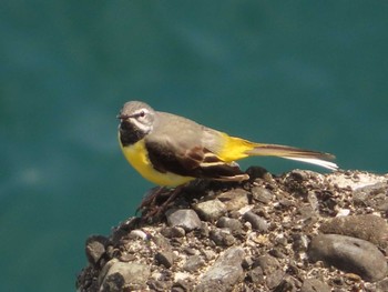 Wed, 5/3/2023 Birding report at Lake Okutama