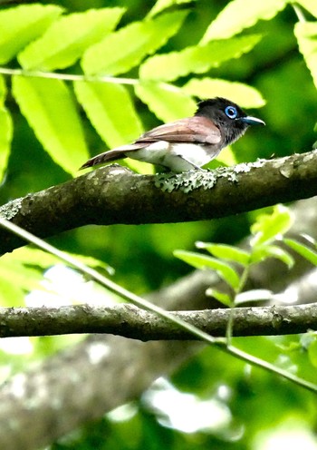 Black Paradise Flycatcher 熊本県阿蘇市 Thu, 6/14/2018