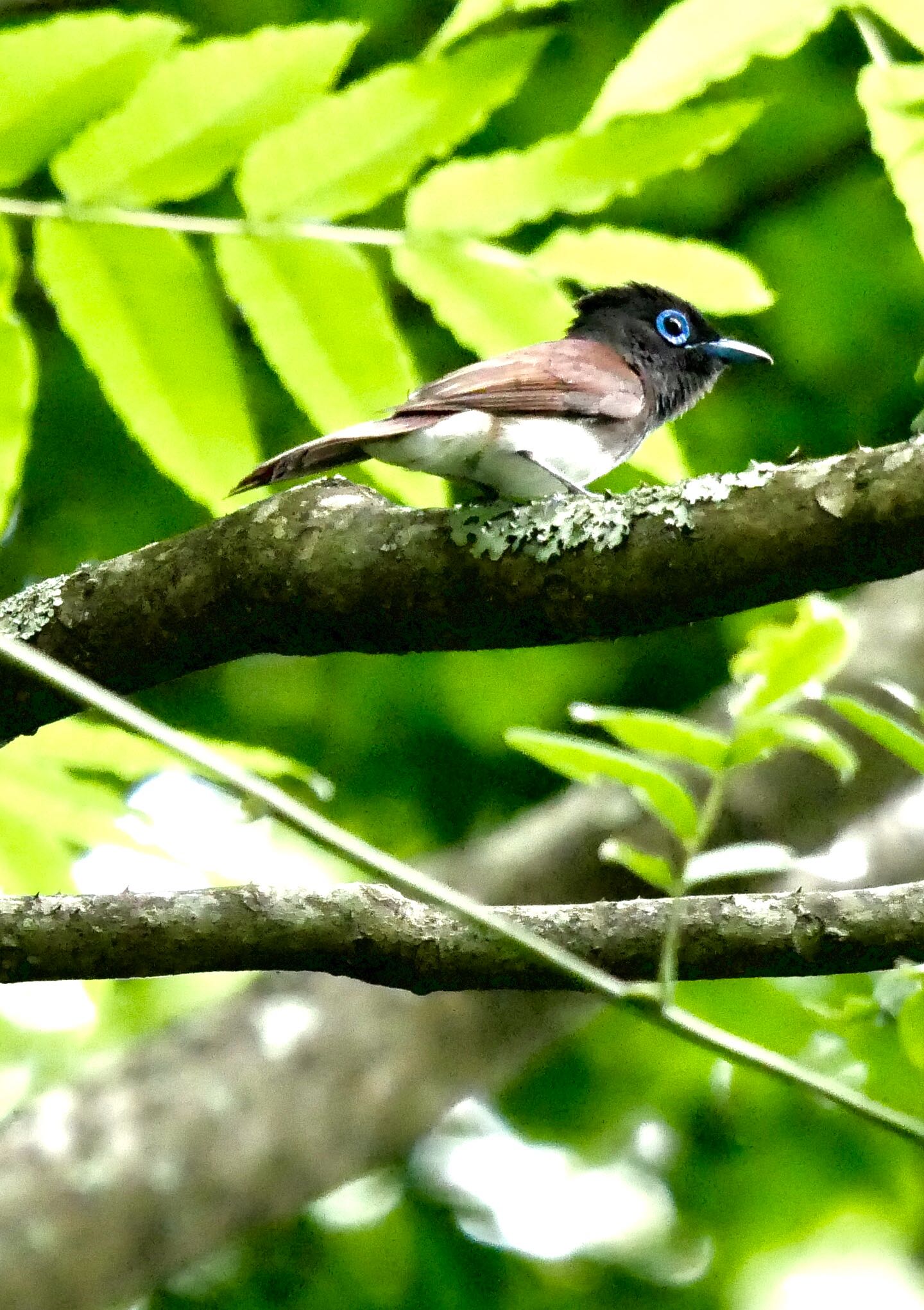 Photo of Black Paradise Flycatcher at 熊本県阿蘇市 by mitsuaki kuraoka