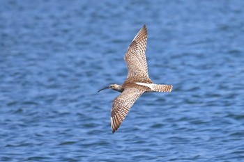 チュウシャクシギ ふなばし三番瀬海浜公園 2023年4月17日(月)