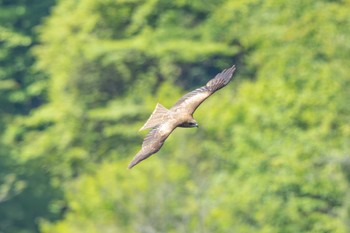 Black Kite 茨城県高萩市 Wed, 5/3/2023