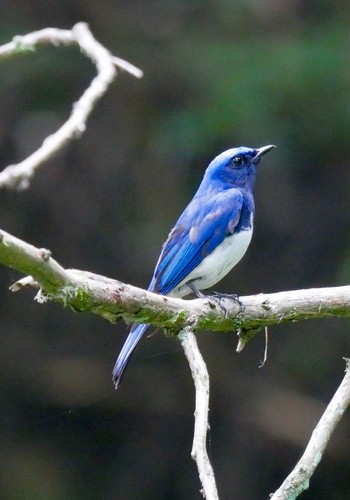 Blue-and-white Flycatcher 熊本県阿蘇市 Thu, 6/14/2018