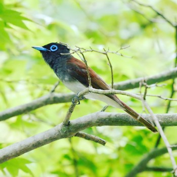 Black Paradise Flycatcher 熊本県阿蘇市 Thu, 6/14/2018