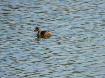 Australasian Grebe Lake Monger Mon, 4/17/2023