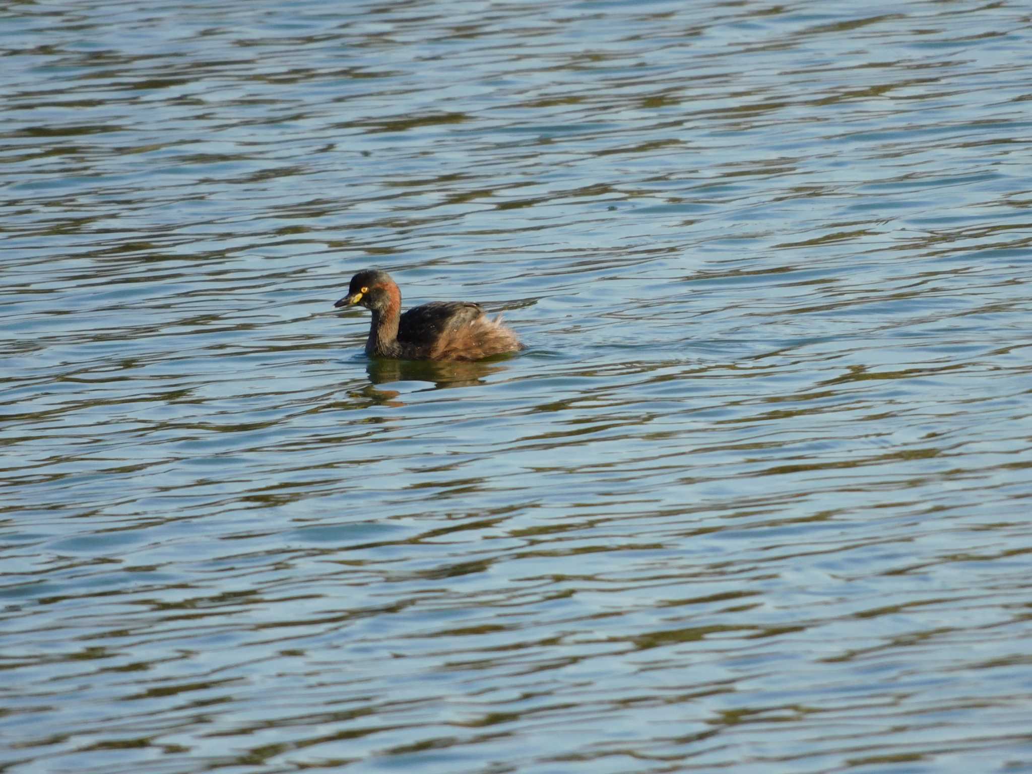 Australasian Grebe