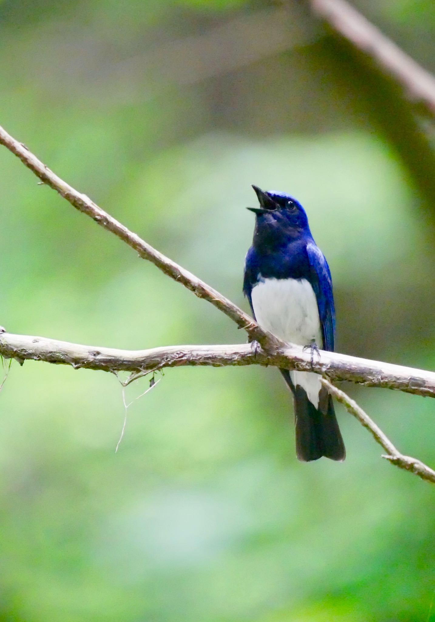 Photo of Blue-and-white Flycatcher at 熊本県阿蘇市 by mitsuaki kuraoka