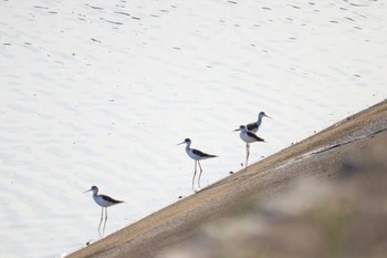 2023年5月3日(水) 土留木川河口(東海市)の野鳥観察記録