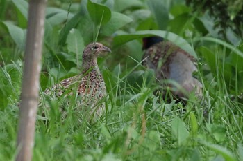 コウライキジ 北海道　函館市　函館空港脇 2018年6月15日(金)