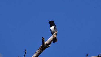 オオルリ 静岡県立森林公園 2023年5月3日(水)