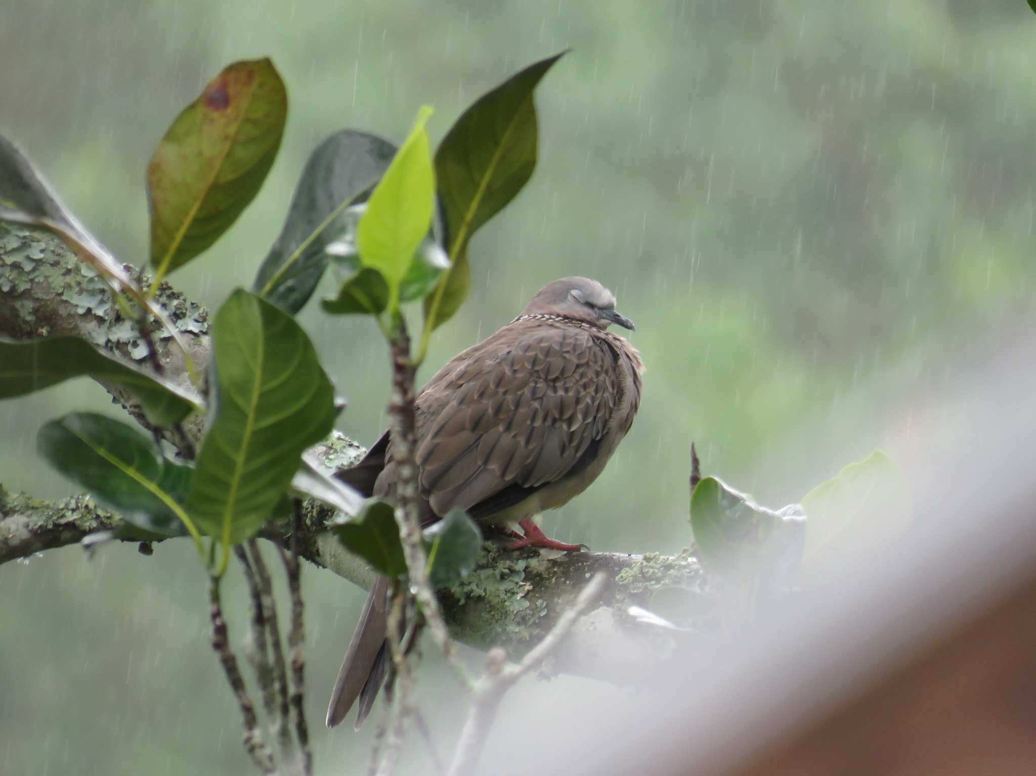 雨に打たれる鳩 by あひる