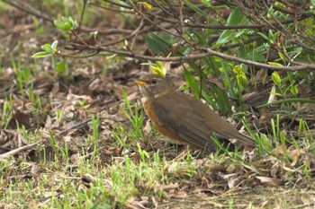 Eyebrowed Thrush 青森県七戸町 Wed, 5/3/2023