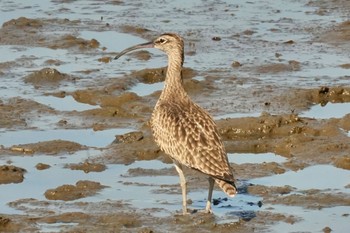 チュウシャクシギ 葛西臨海公園 2023年5月3日(水)