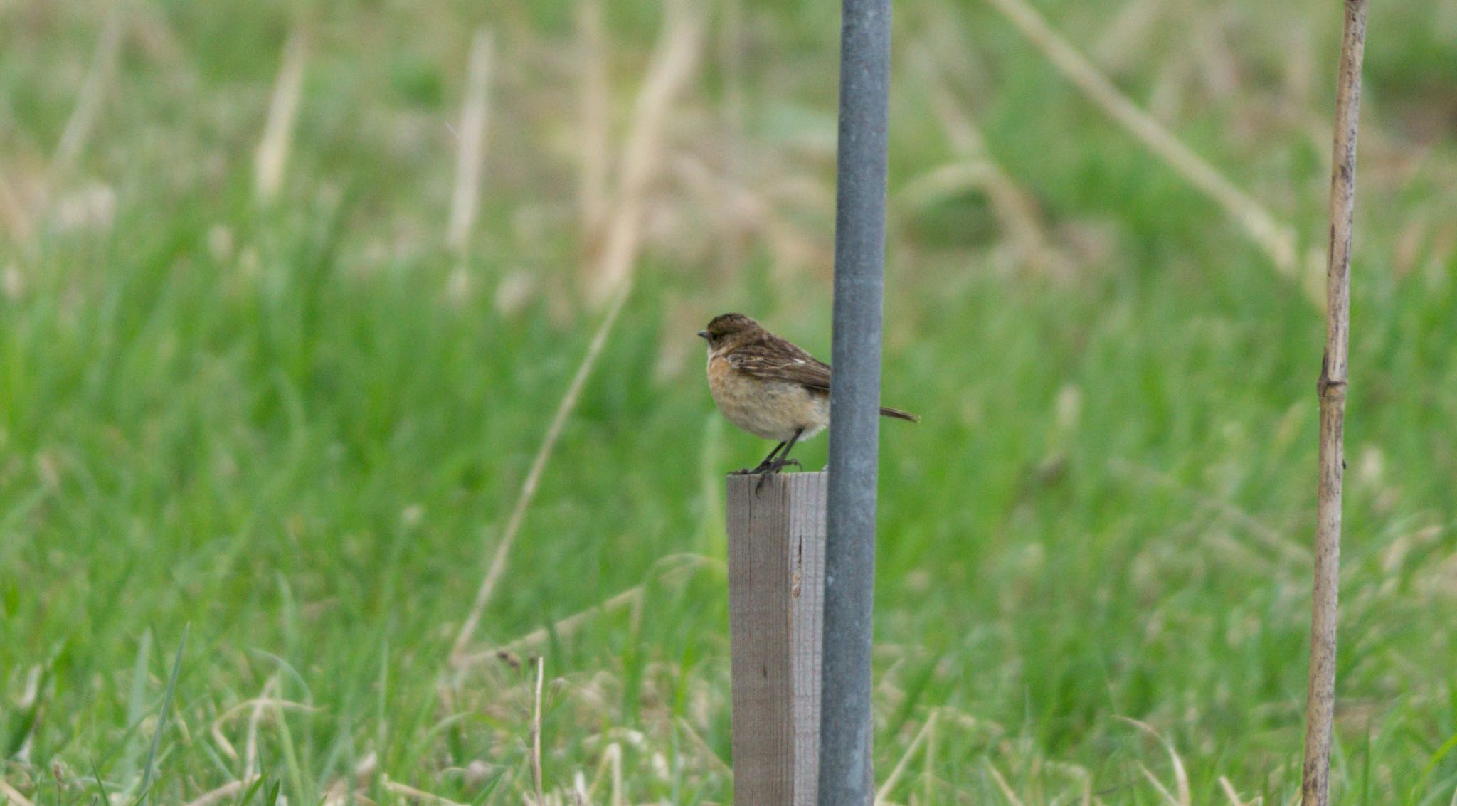 Photo of Amur Stonechat at 東屯田川遊水地 by マルCU