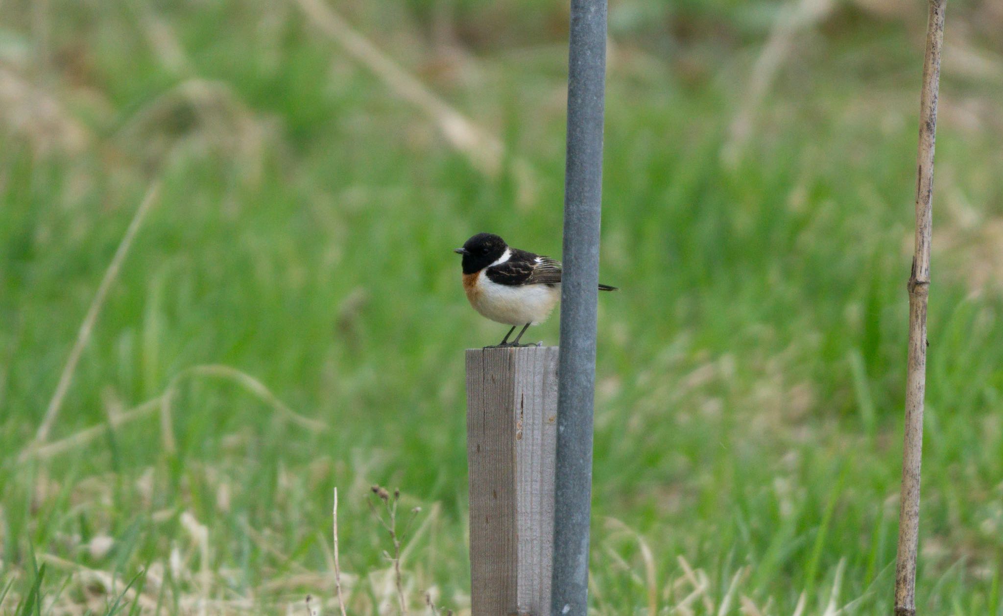 Photo of Amur Stonechat at 東屯田川遊水地 by マルCU