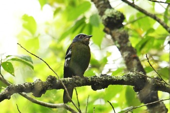 2018年6月9日(土) タイの野鳥観察記録