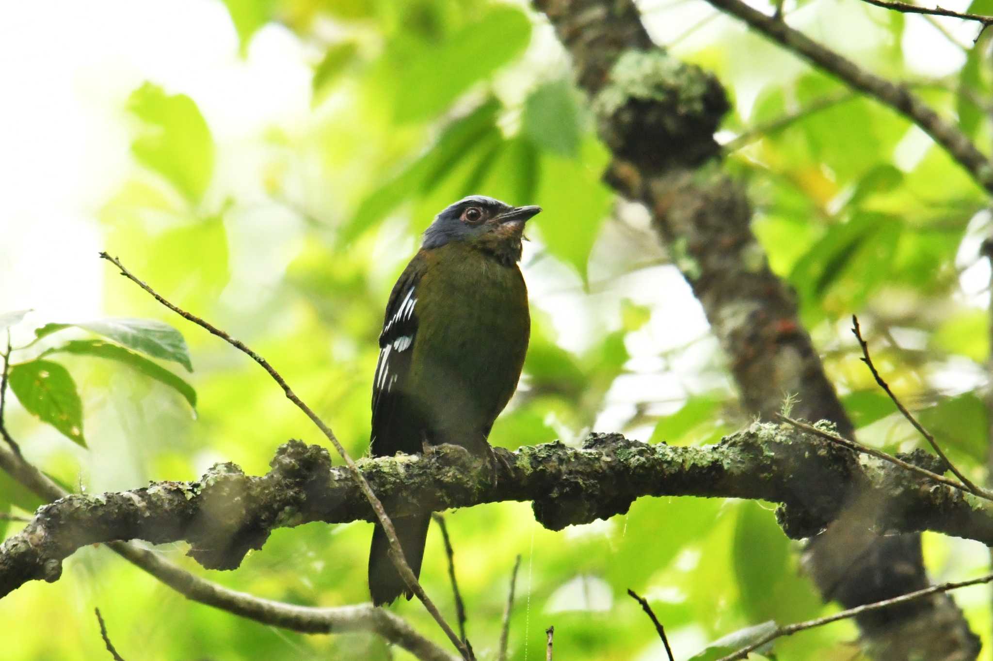 Green Cochoa