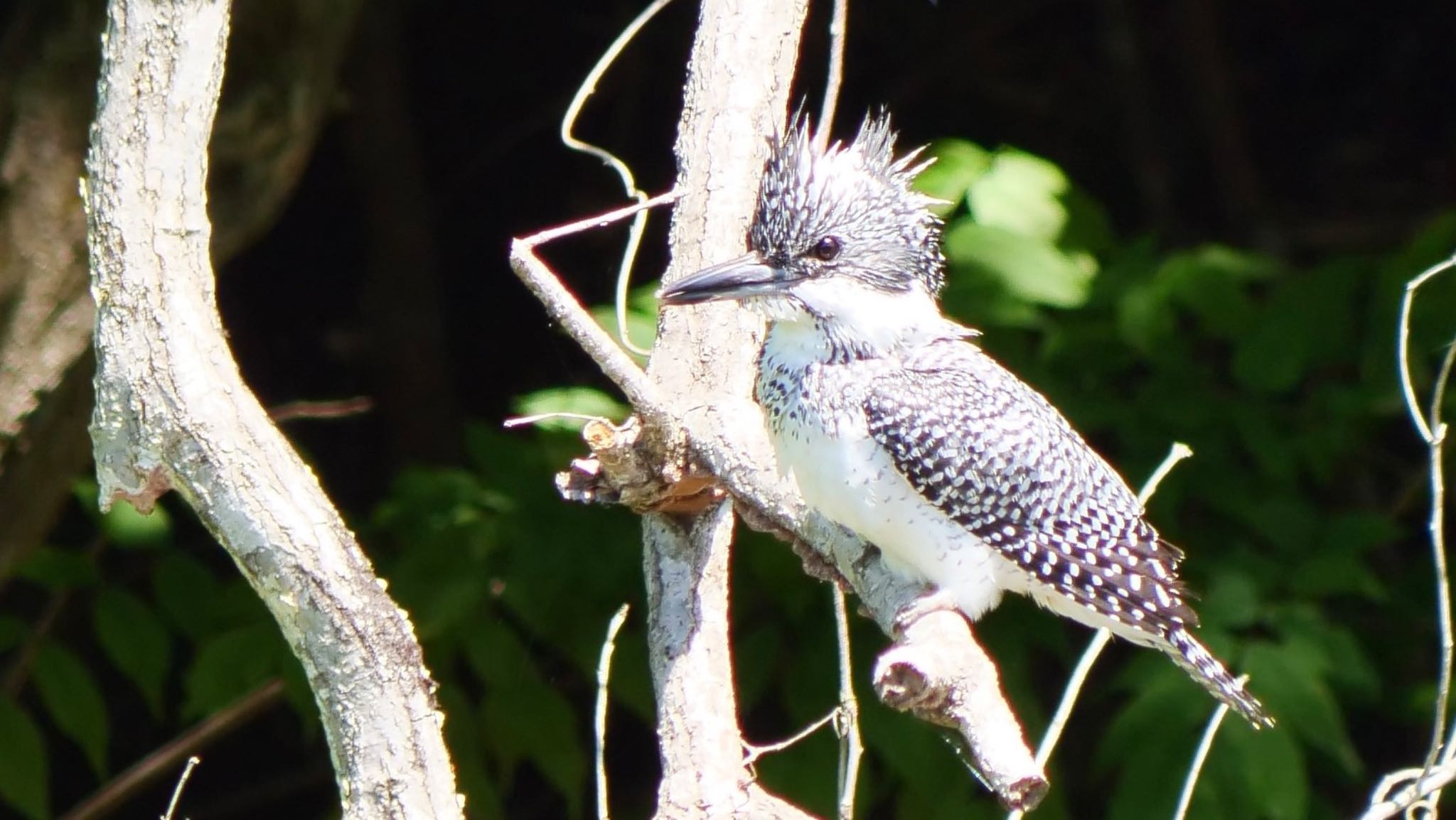 Photo of Crested Kingfisher at 平成榛原子供のもり公園 by コゲラ