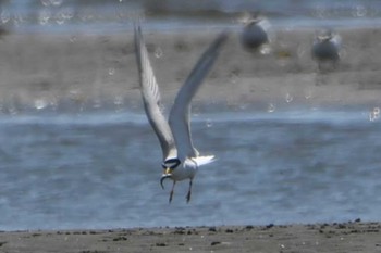 コアジサシ ふなばし三番瀬海浜公園 2023年5月2日(火)