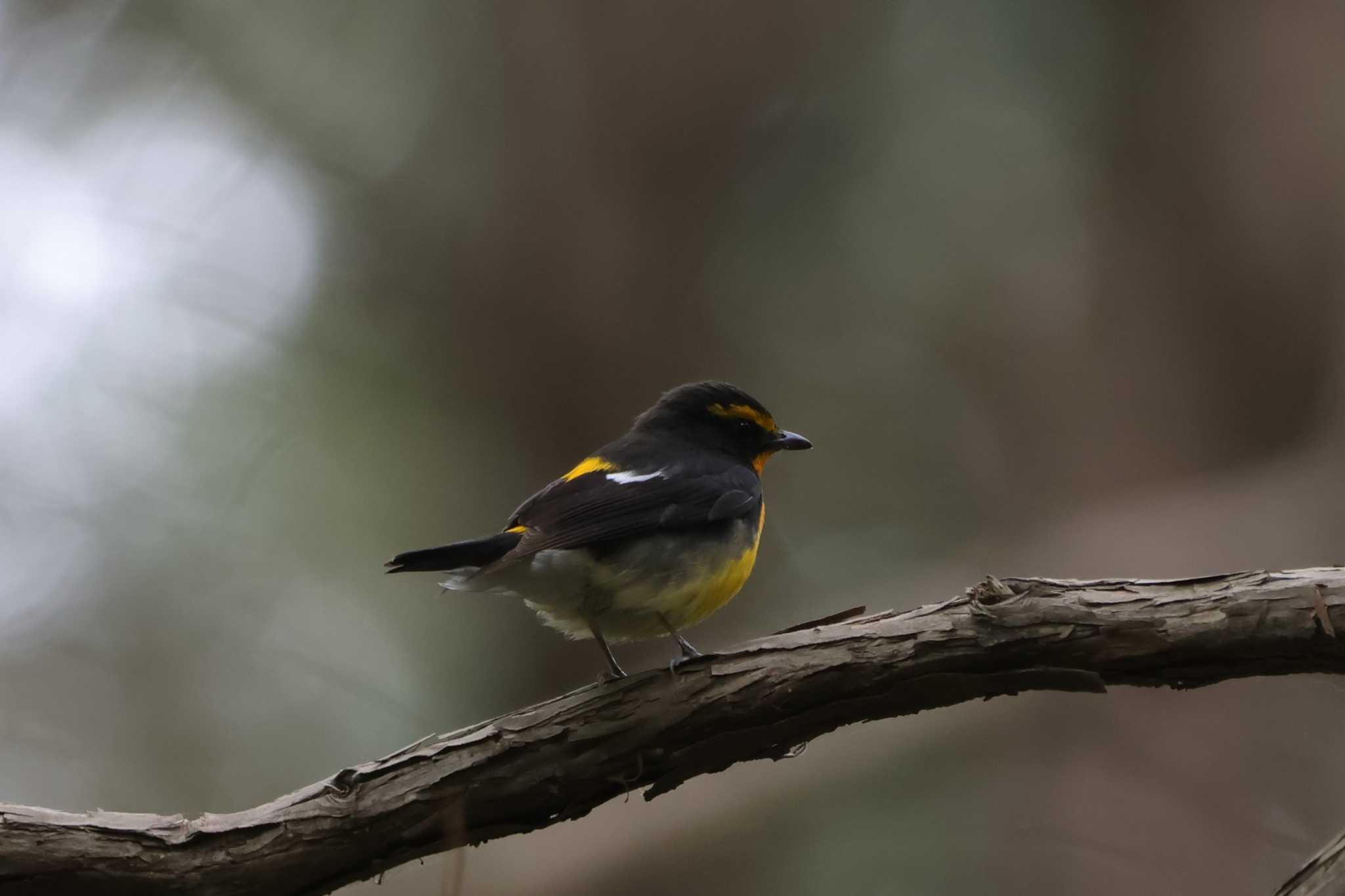 埼玉県県民の森 キビタキの写真 by kingfisher_hidaka