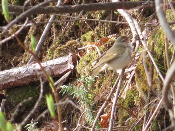 2023年5月4日(木) 十勝北部の野鳥観察記録