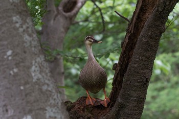 カルガモ 場所が不明 2018年5月30日(水)