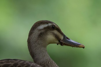 Eastern Spot-billed Duck Unknown Spots Wed, 5/30/2018