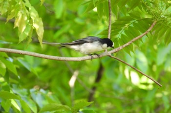 サンショウクイ 三重県民の森 2023年5月2日(火)