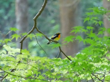 Narcissus Flycatcher 八王子城跡 Thu, 5/4/2023