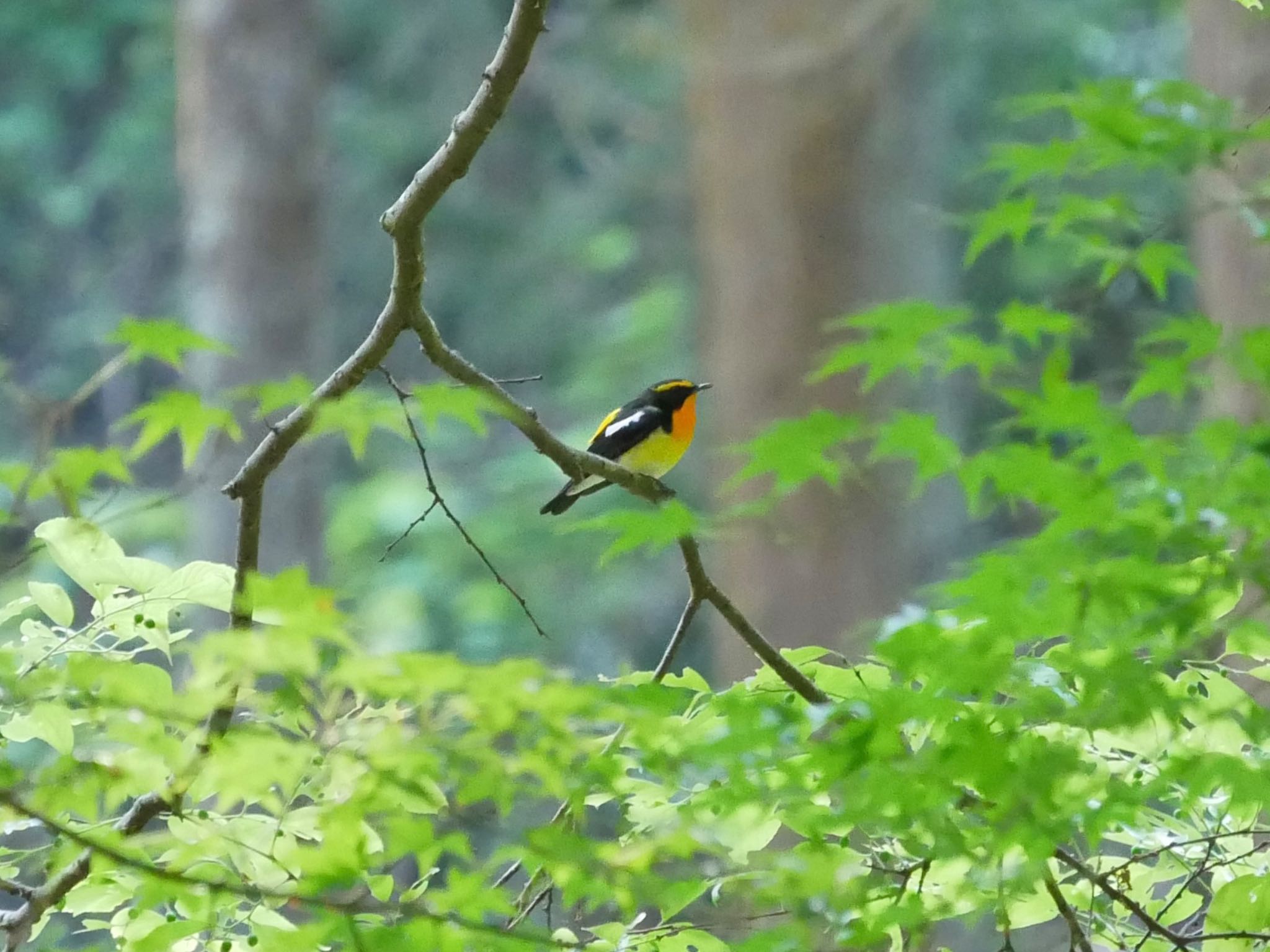 Photo of Narcissus Flycatcher at 八王子城跡 by のーべる