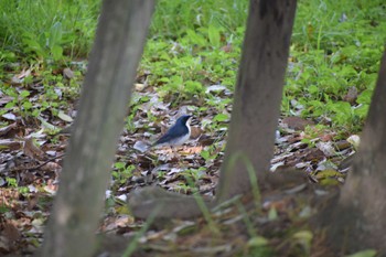 Siberian Blue Robin Unknown Spots Sat, 4/29/2023