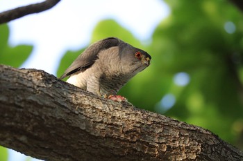 Japanese Sparrowhawk(iwasakii) 沖縄県豊見城市 Thu, 6/7/2018