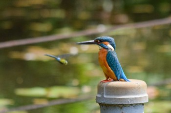 Common Kingfisher Unknown Spots Wed, 5/3/2023