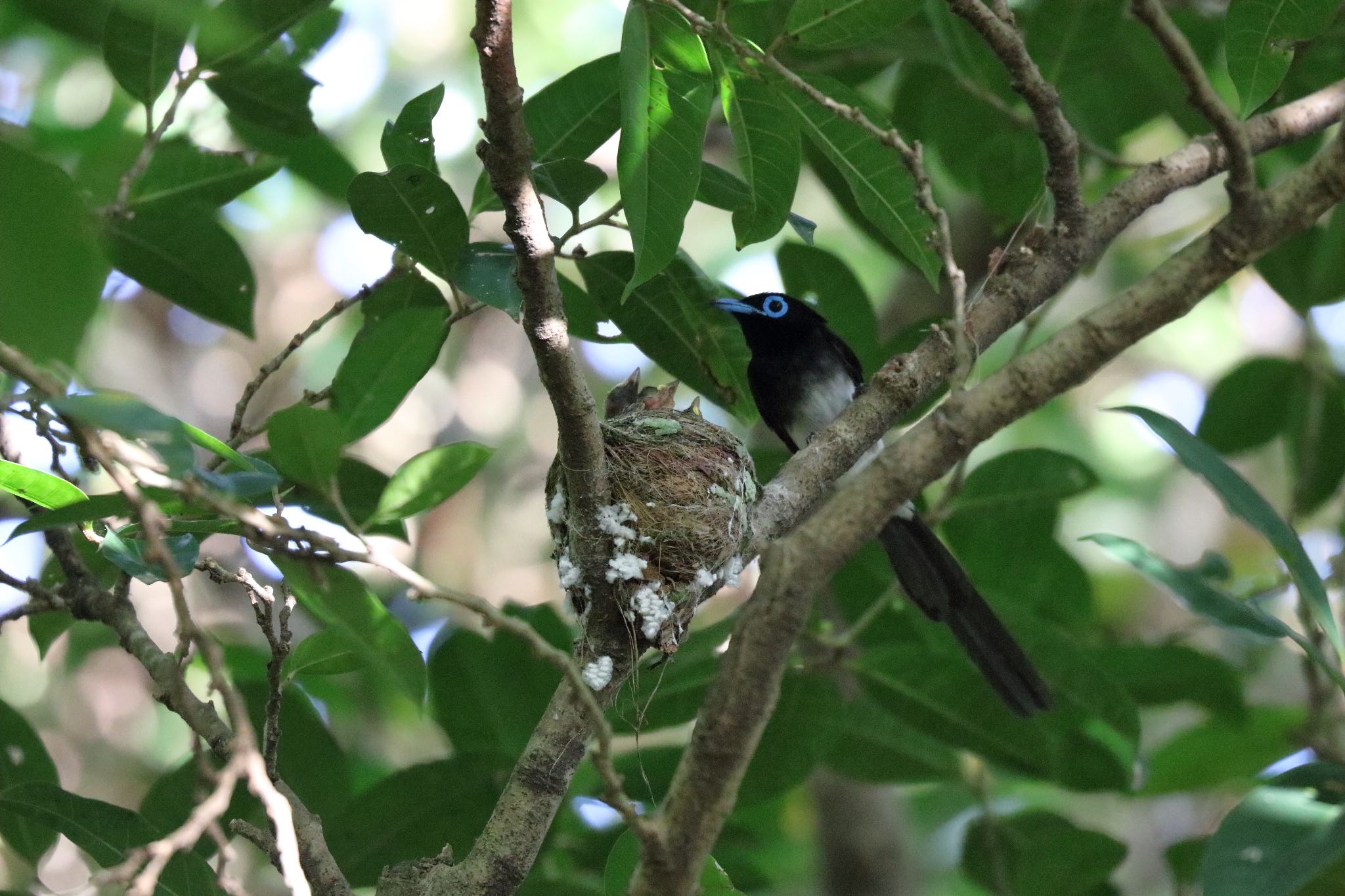 Photo of Black Paradise Flycatcher(illex) at 沖縄県那覇市 by Zakky