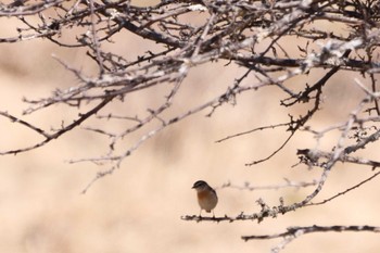 Amur Stonechat Kirigamine Highland Wed, 5/3/2023