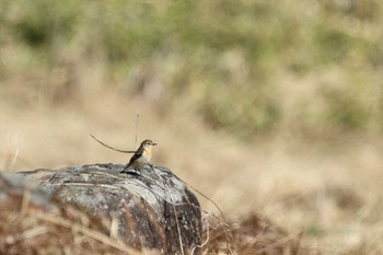 Amur Stonechat Kirigamine Highland Wed, 5/3/2023