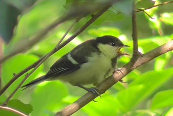 シジュウカラ 航空公園 2023年5月4日(木)