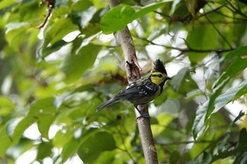 Yellow-cheeked Tit Doi Inthanon National Park Unknown Date